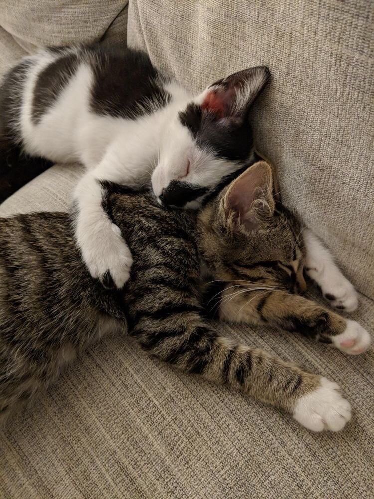 Kitty archives ♡ (@puppierz) on Twitter photo 