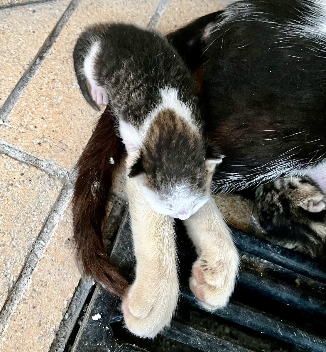Kitten with HUGGGGGGGE front paws🙀