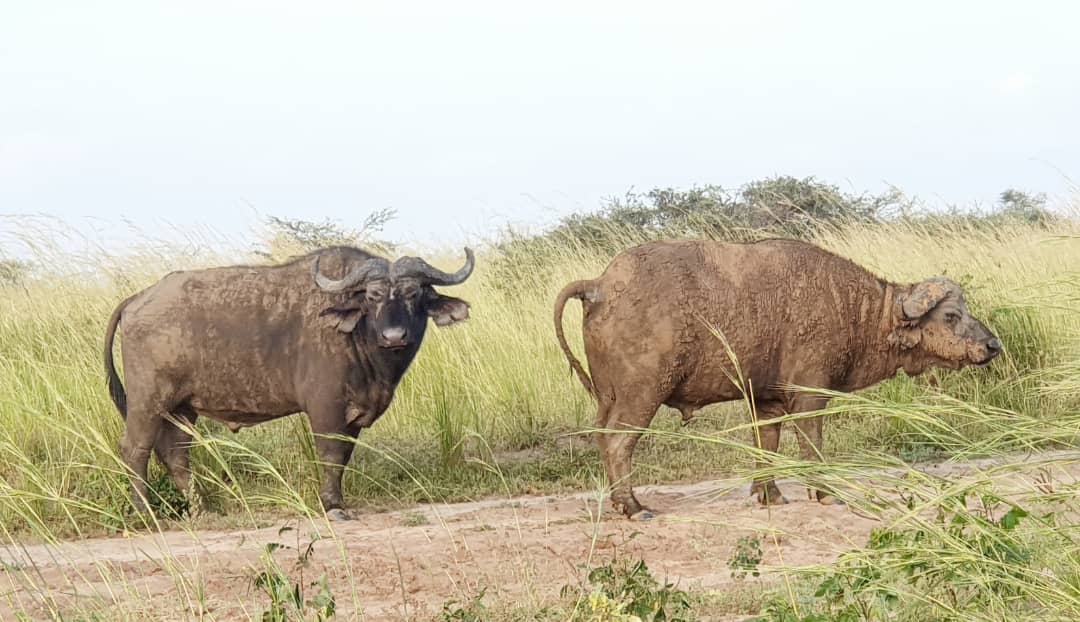 mg_adventures's tweet photo. Conor’s 10-Day Uganda solo trip has been amazing! The main highlights have been gorilla habituation in Bwindi, chimpanzee habituation in Kibale and chimpanzee trekking in Kyambura Gorge. #uganda #visituganda #exploreuganda 

Book with us today! https://t.co/SYrxC92X94