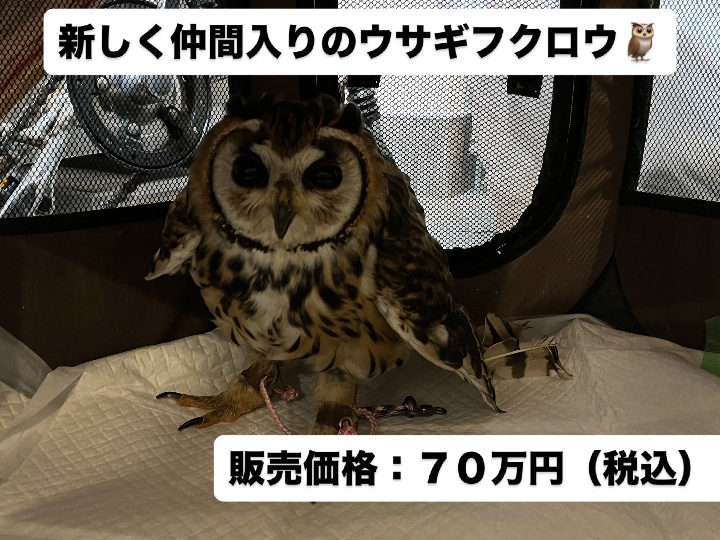 フクロウギャラリー TOKYO on X: 