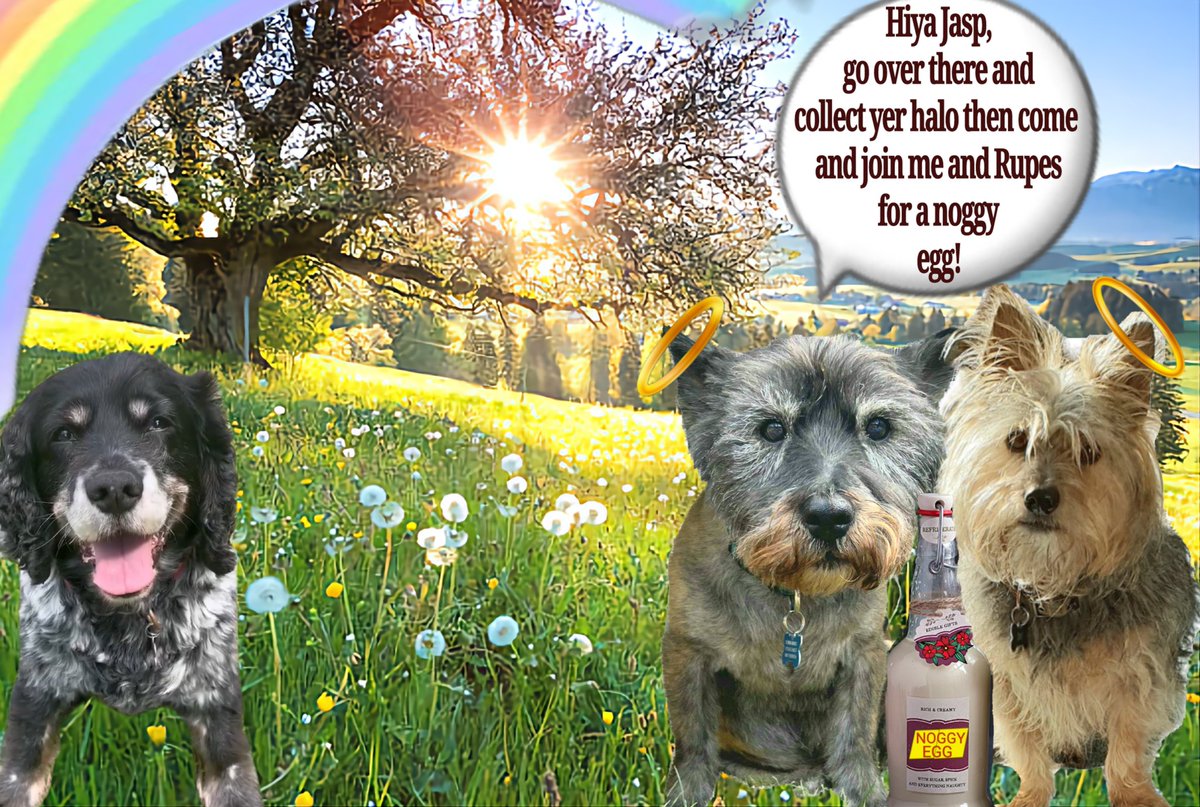 Norman Dillon🌈BovverBoy (@norman_dillon1) on Twitter photo Only just heard this sad news😢
Jasper, we've been beyond lucky to know you. You'll never be forgotten, you haven't left us, you've just fallen asleep in our hearts. If love alone could have kept you here with us, then you would have lived forever. Run free Jasp💔🌈
<a href="/CancerDoggy/">I is Jasper. Here in Hartsons honour ❤️</a> Only just heard this sad news😢
Jasper, we've been beyond lucky to know you. You'll never be forgotten, you haven't left us, you've just fallen asleep in our hearts. If love alone could have kept you here with us, then you would have lived forever. Run free Jasp💔🌈
<a href="/CancerDoggy/">I is Jasper. Here in Hartsons honour ❤️</a>
