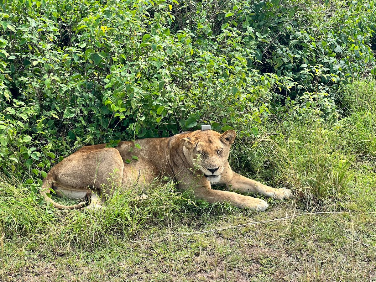 mg_adventures's tweet photo. Tangi’s journey has been full of great wildlife and nature experiences.  He started in Bwindi and had a special encounter with mountain  gorillas. Then he traveled to Queen Elizabeth NP. #uganda #visituganda #exploreuganda

Book with us today! https://t.co/TPaRjFtCNJ