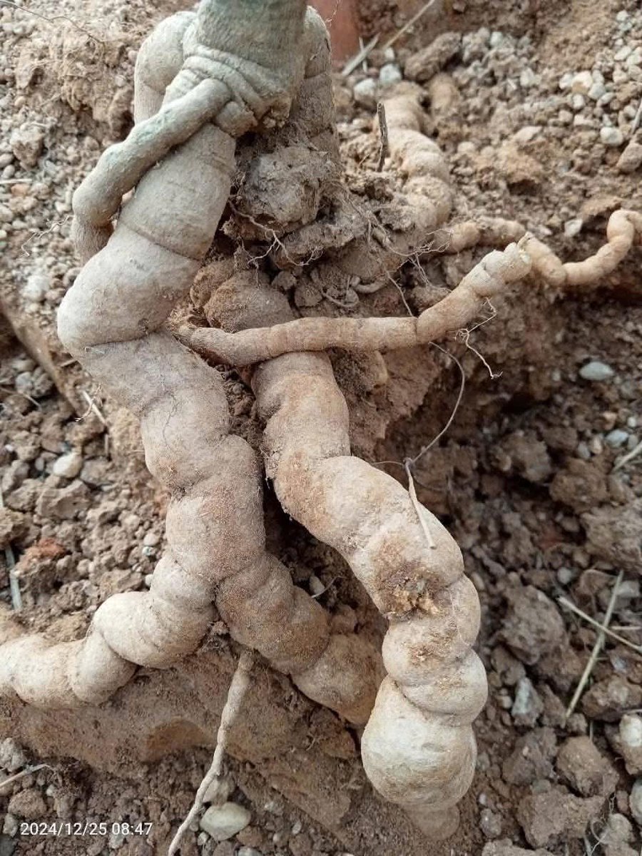 DecorHtd's tweet photo. **Ba kích** (*Morinda officinalis* How), a climbing shrub, has bitter roots rich in anthraquinones, iridoids, and vitamin C. Used in traditional medicine, it enhances male vitality, kidney function, and joint health. https://t.co/86GOYZ5JWx