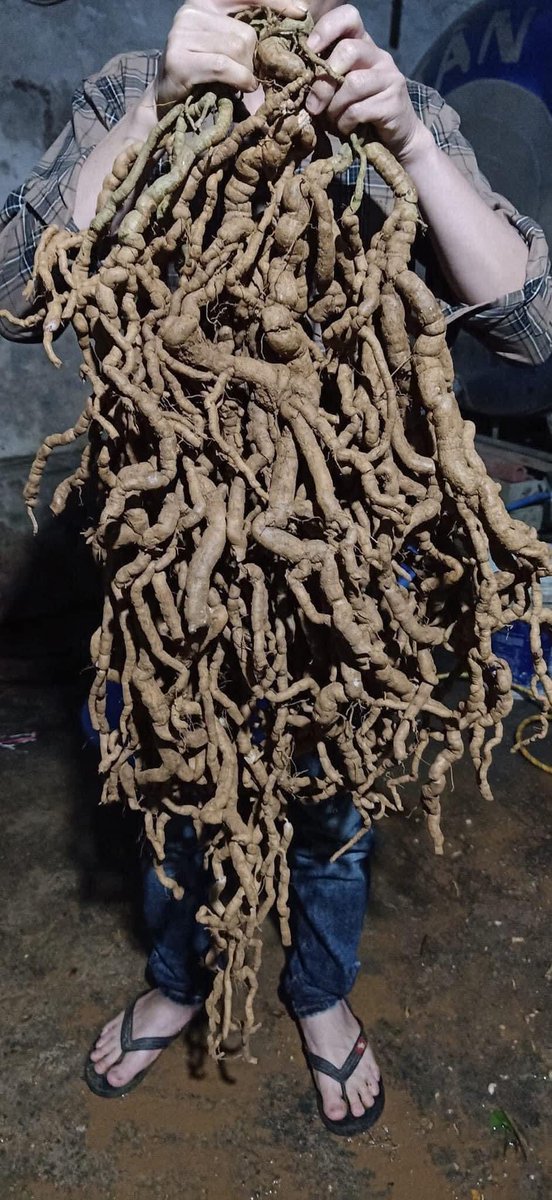 DecorHtd's tweet photo. **Ba kích** (*Morinda officinalis* How), a climbing shrub, has bitter roots rich in anthraquinones, iridoids, and vitamin C. Used in traditional medicine, it enhances male vitality, kidney function, and joint health. https://t.co/86GOYZ5JWx