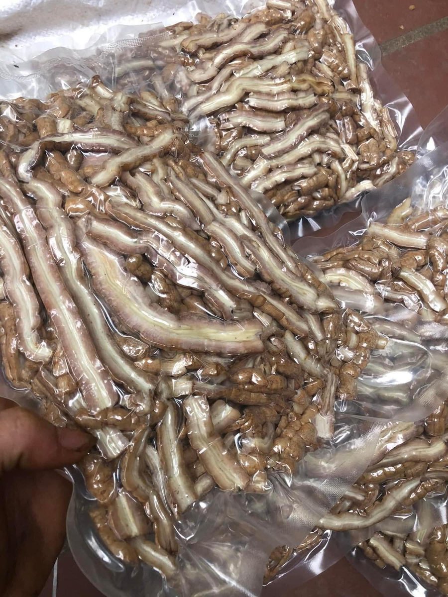 DecorHtd's tweet photo. **Ba kích** (*Morinda officinalis* How), a climbing shrub, has bitter roots rich in anthraquinones, iridoids, and vitamin C. Used in traditional medicine, it enhances male vitality, kidney function, and joint health. https://t.co/86GOYZ5JWx