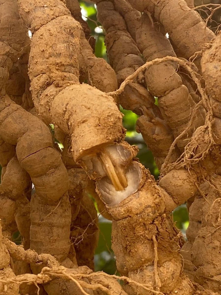 DecorHtd's tweet photo. **Ba kích** (*Morinda officinalis* How), a climbing shrub, has bitter roots rich in anthraquinones, iridoids, and vitamin C. Used in traditional medicine, it enhances male vitality, kidney function, and joint health. https://t.co/86GOYZ5JWx