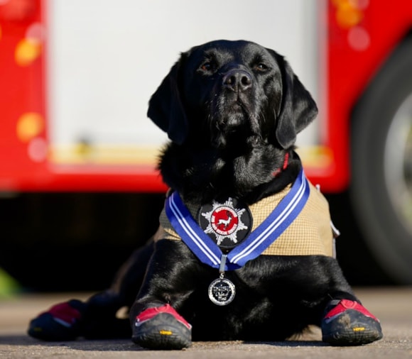 UK Fire & Rescue Services K9 Memorial tweet media