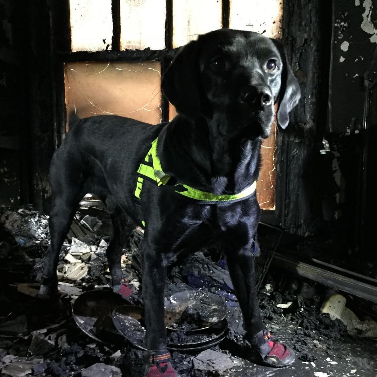 UK Fire & Rescue Services K9 Memorial tweet media