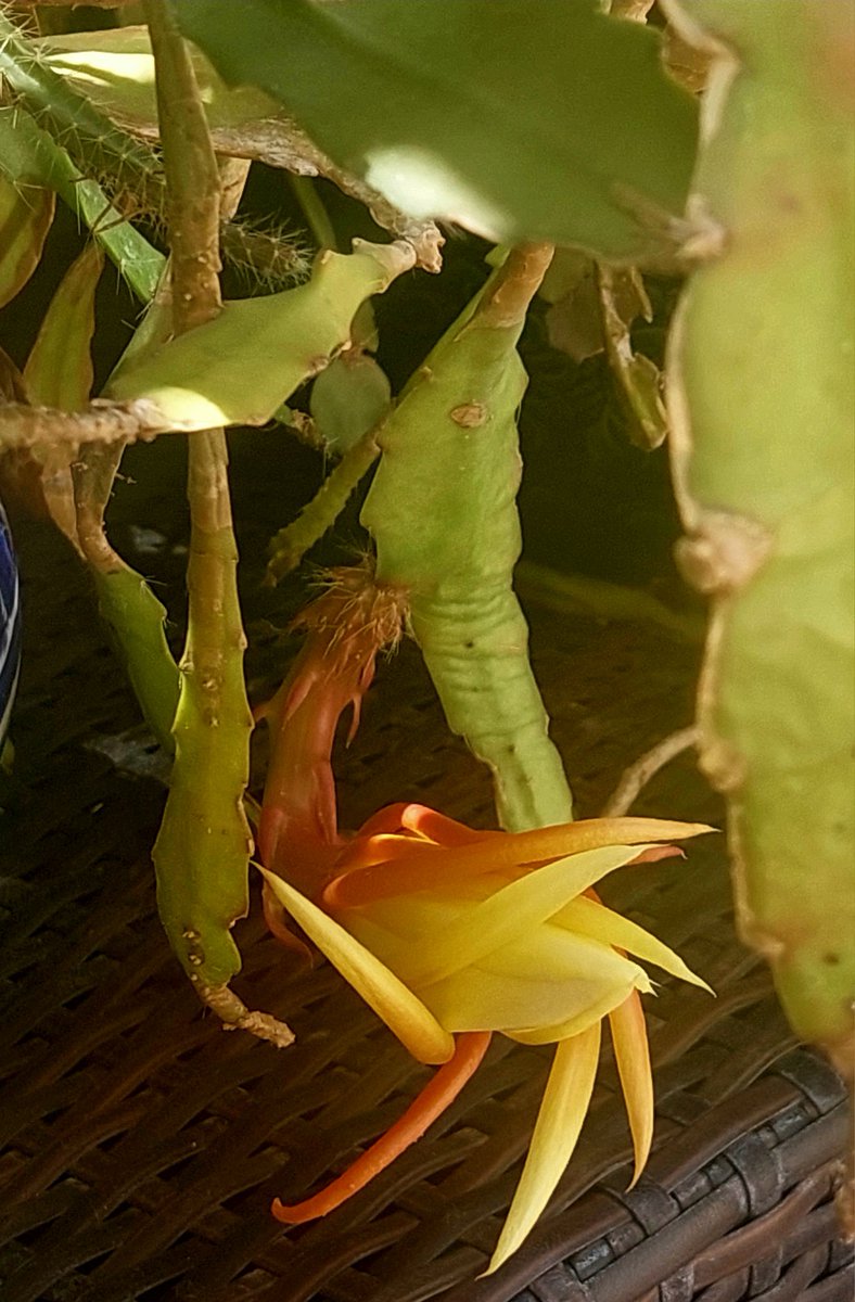 Like a galaxy.
Queen of night - cactus.