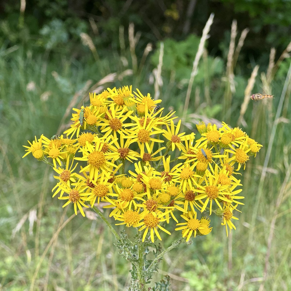 #SundayYellow - Wandlebury