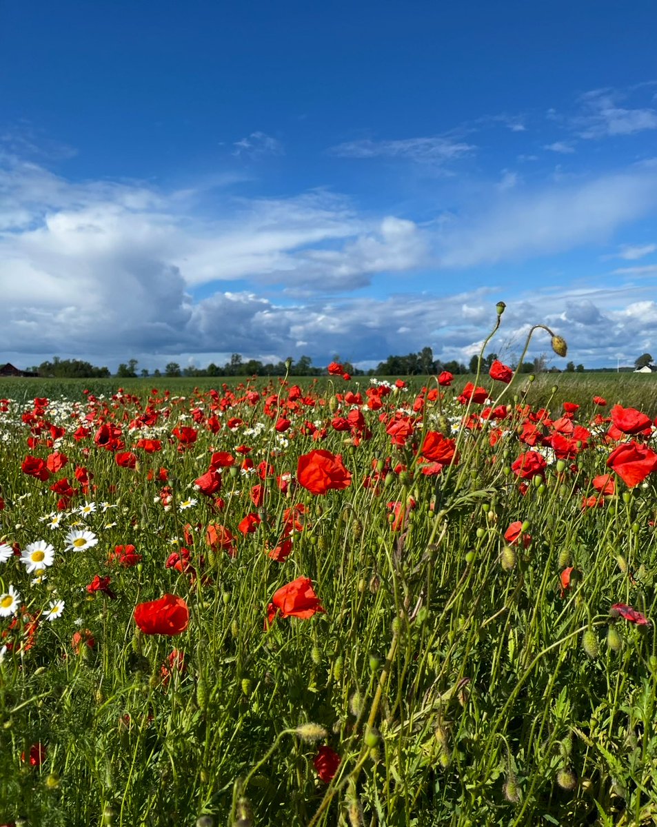 MalvaLila tweet media