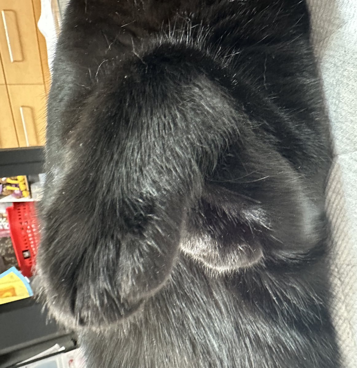 charlie__cute's tweet photo. 猫の4番
#バレエ
#猫 #黒猫 #ねこ
#鬼灯 #cat #blackcat #ballet
#Fourthposition
#猫好きさんと繋がりたい
#猫のいる暮らし https://t.co/NqyYoYLAhN