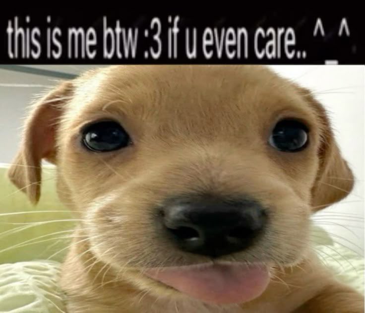 PhenicFox's tweet image. 