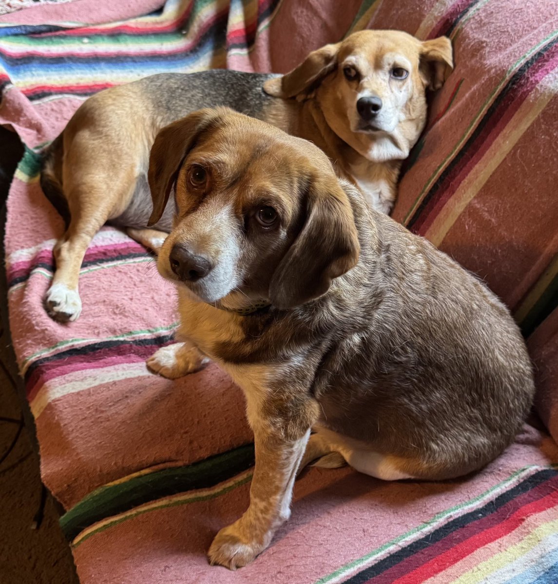 When your mom tells you it’s bedtime but the TV show you’re watching is getting to the good part and you don’t want to miss  it
#beagle