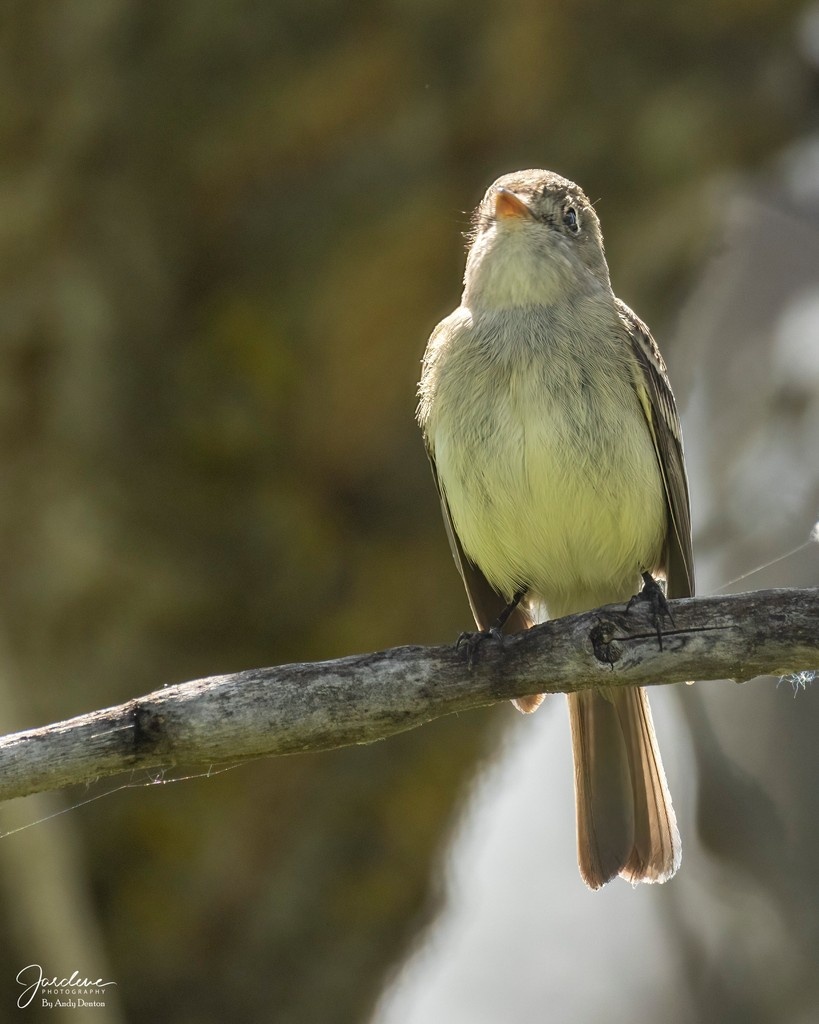 jardenephoto's tweet photo. ☀️🐦 Rise and shine with the stunning Least Flycatcher, a true morning gem! As the first rays of sunlight dance through the trees, this petite performer takes center stage, chirping melodies that awaken the dawn. 🎶💚 #NatureMagic #BirdLovers #MorningVibes #LeastFlycatcher https://t.co/xJSGkABefN