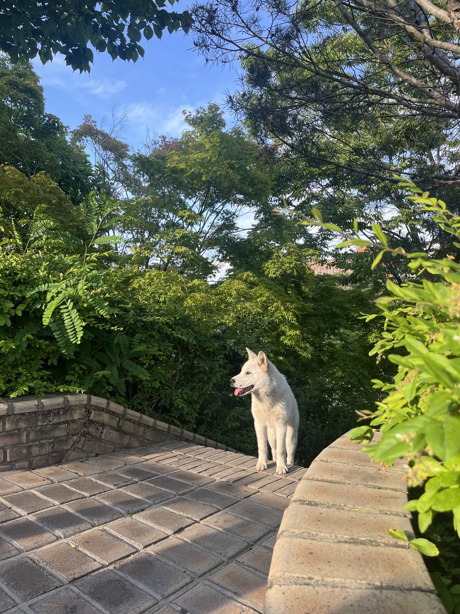 [입양처 구합니다] 혹시 이 강아지에게 견연을 느끼시는 분이 계실까요? 제가 다니는 학교 교정에 갑자기 나타났던 이 친구는 유기된 것으로 보였는데, 겁은 많지만 사진 설명과는 달리 많이 예민하지 않고 사람들이 주는 간식도 잘 먹고 웃는 모습이 예뻐요! 사진보다 실물파입니다🥹