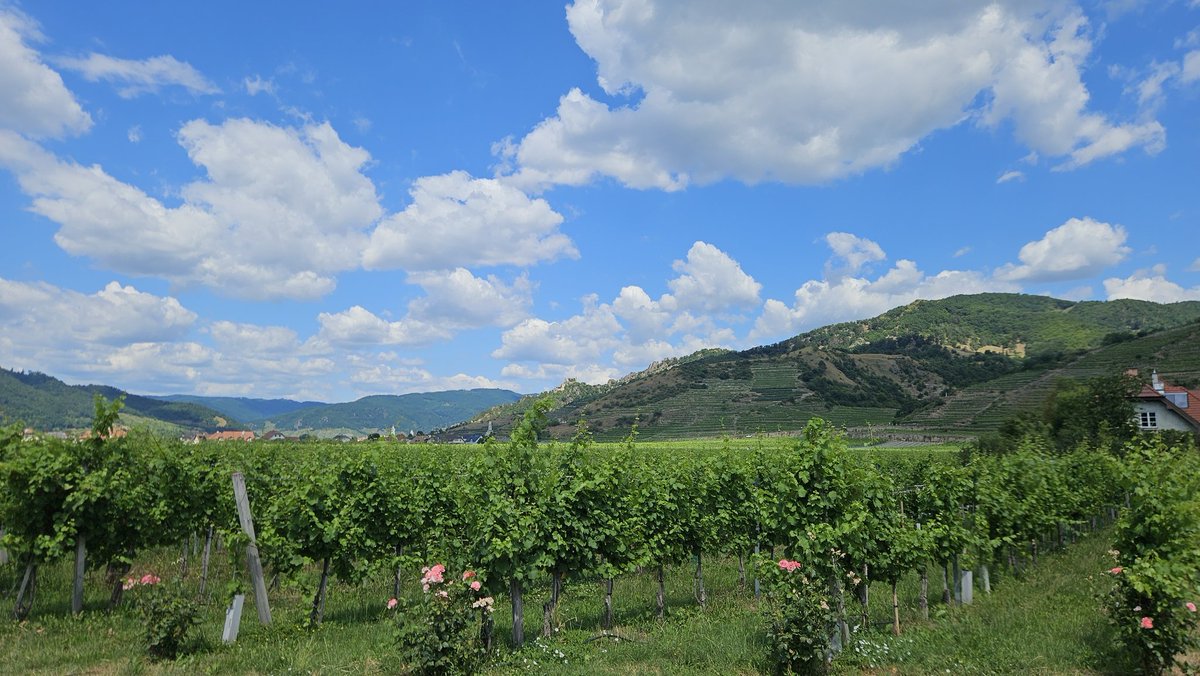 hocekm's tweet image. Wachau