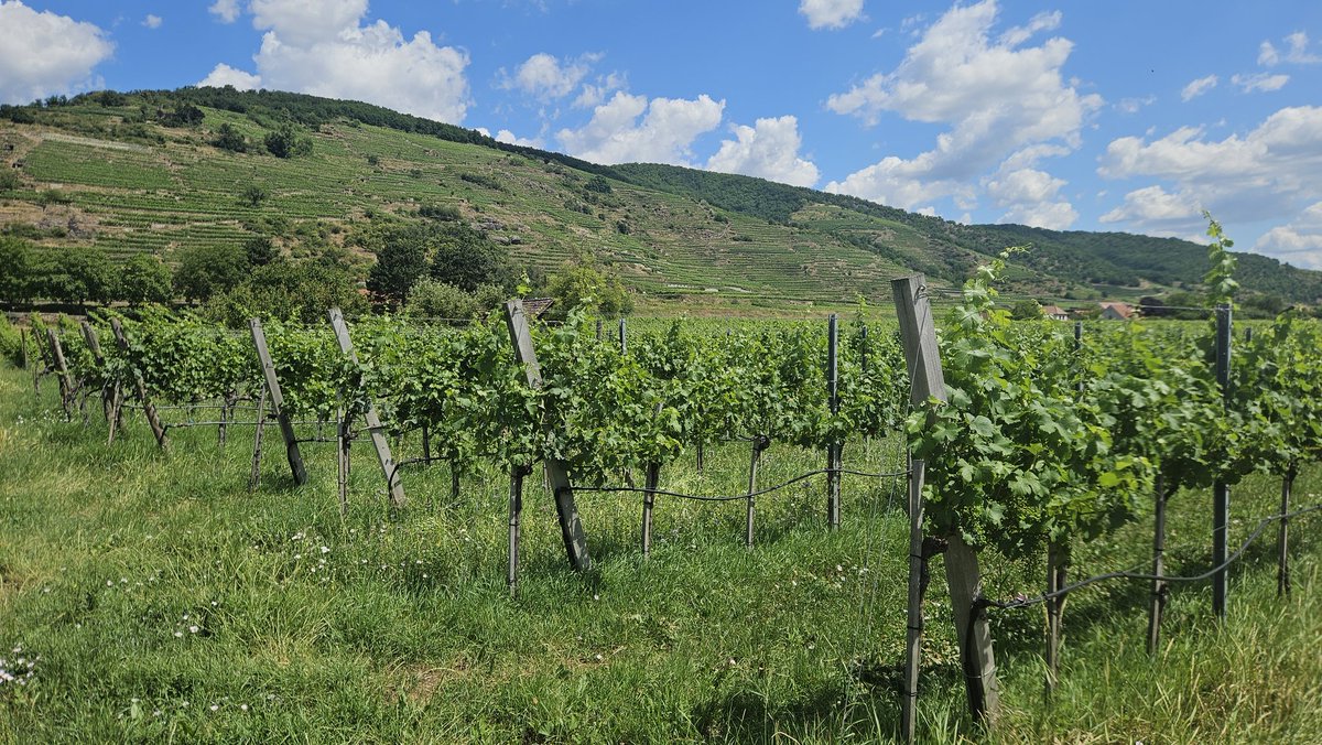 hocekm's tweet image. Wachau