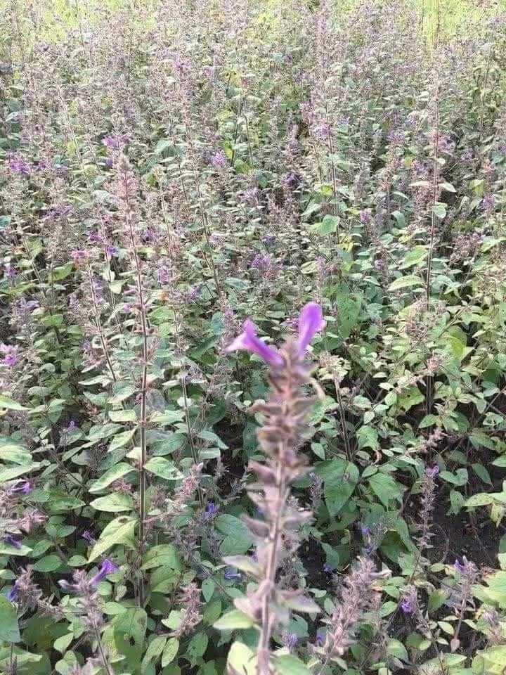 DecorHtd's tweet photo. *Artemisia capillaris* or *Artemisia scoparia* is used in traditional medicine to treat liver disorders, jaundice, hepatitis, and inflammation, and to promote bile secretion, detoxification, and digestive health. https://t.co/PxLs7WhZBX