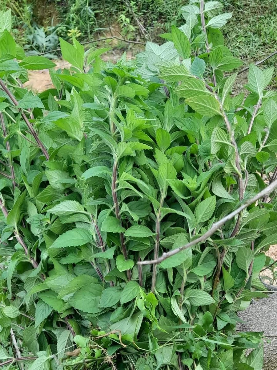 DecorHtd's tweet photo. *Artemisia capillaris* or *Artemisia scoparia* is used in traditional medicine to treat liver disorders, jaundice, hepatitis, and inflammation, and to promote bile secretion, detoxification, and digestive health. https://t.co/PxLs7WhZBX