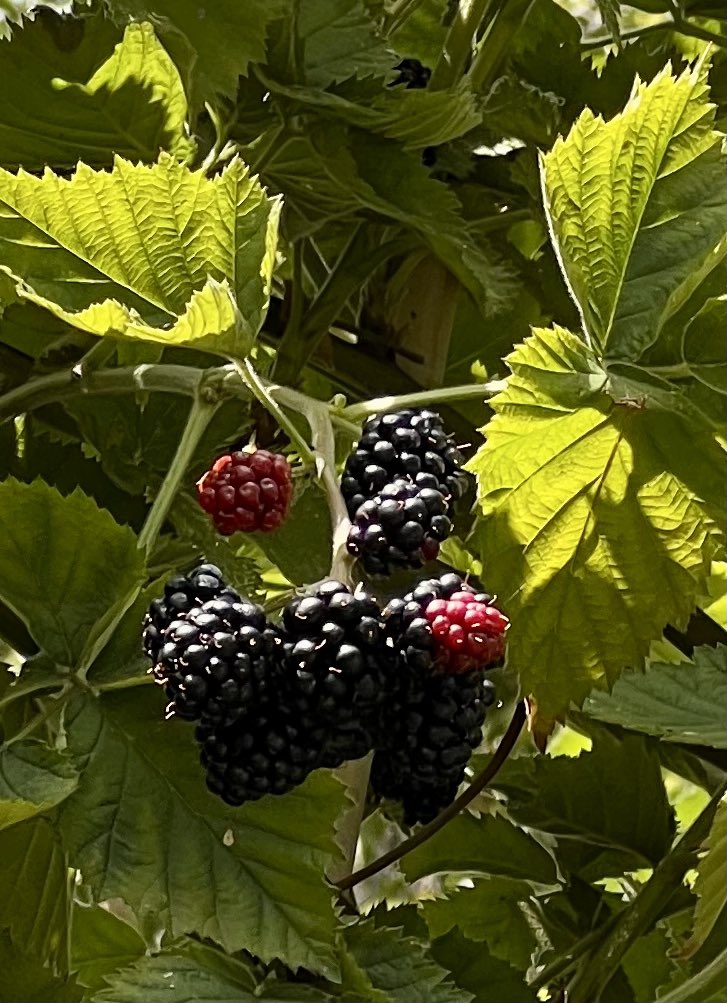 TaniaRice's tweet photo. Lunch: a small bird of rich browns finds a blackberry feast. A tiny translucent aphid is caught in invisible threads &amp; now the spider, on elegant legs, comes back &amp; forth between tree, table &amp; peg basket, &amp; then in ever widening circles, weaving. The swifts air ballet in the blue https://t.co/qulmYsXH5y