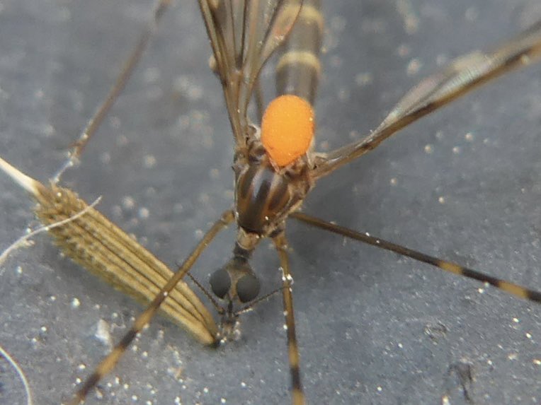 JoshsWildlife's tweet photo. #NationalInsectWeek 

A few macro shots from the garden: 

Tephritis vespertina Fruit Fly 
Crane fly with a mite attached 
Common Red Soldier Beetle https://t.co/gsFvbPZFkX