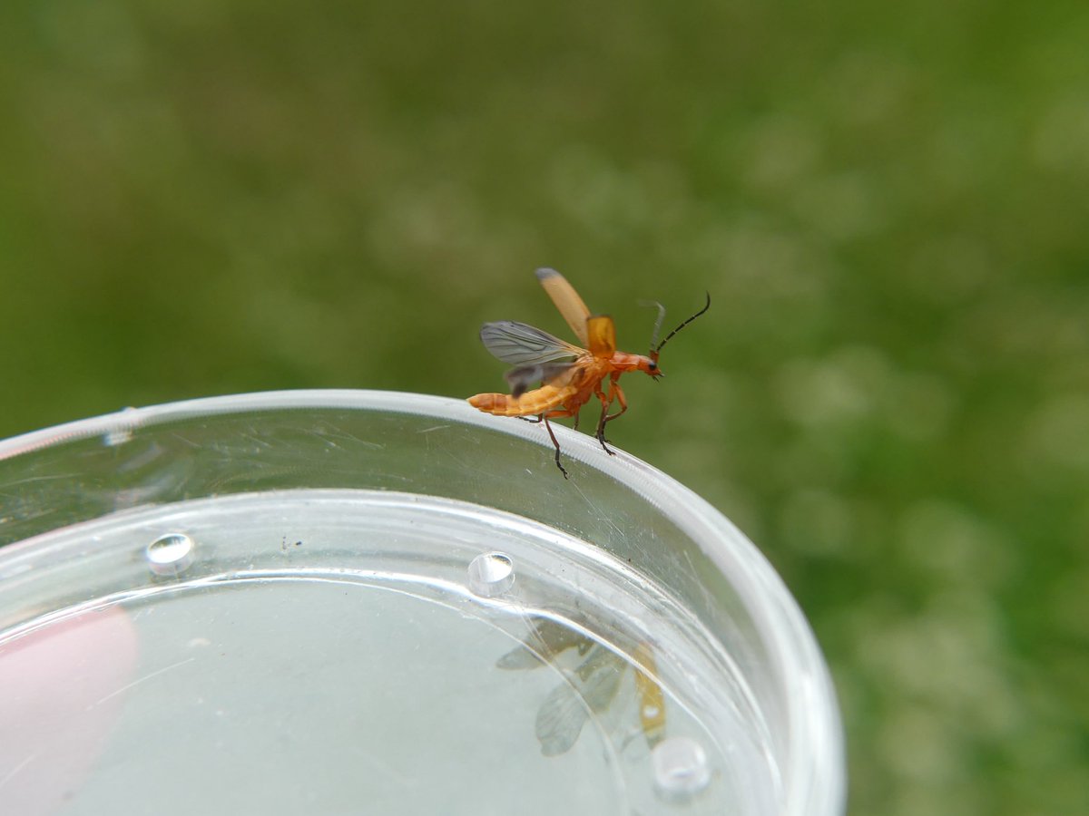 JoshsWildlife's tweet photo. #NationalInsectWeek 

A few macro shots from the garden: 

Tephritis vespertina Fruit Fly 
Crane fly with a mite attached 
Common Red Soldier Beetle https://t.co/gsFvbPZFkX
