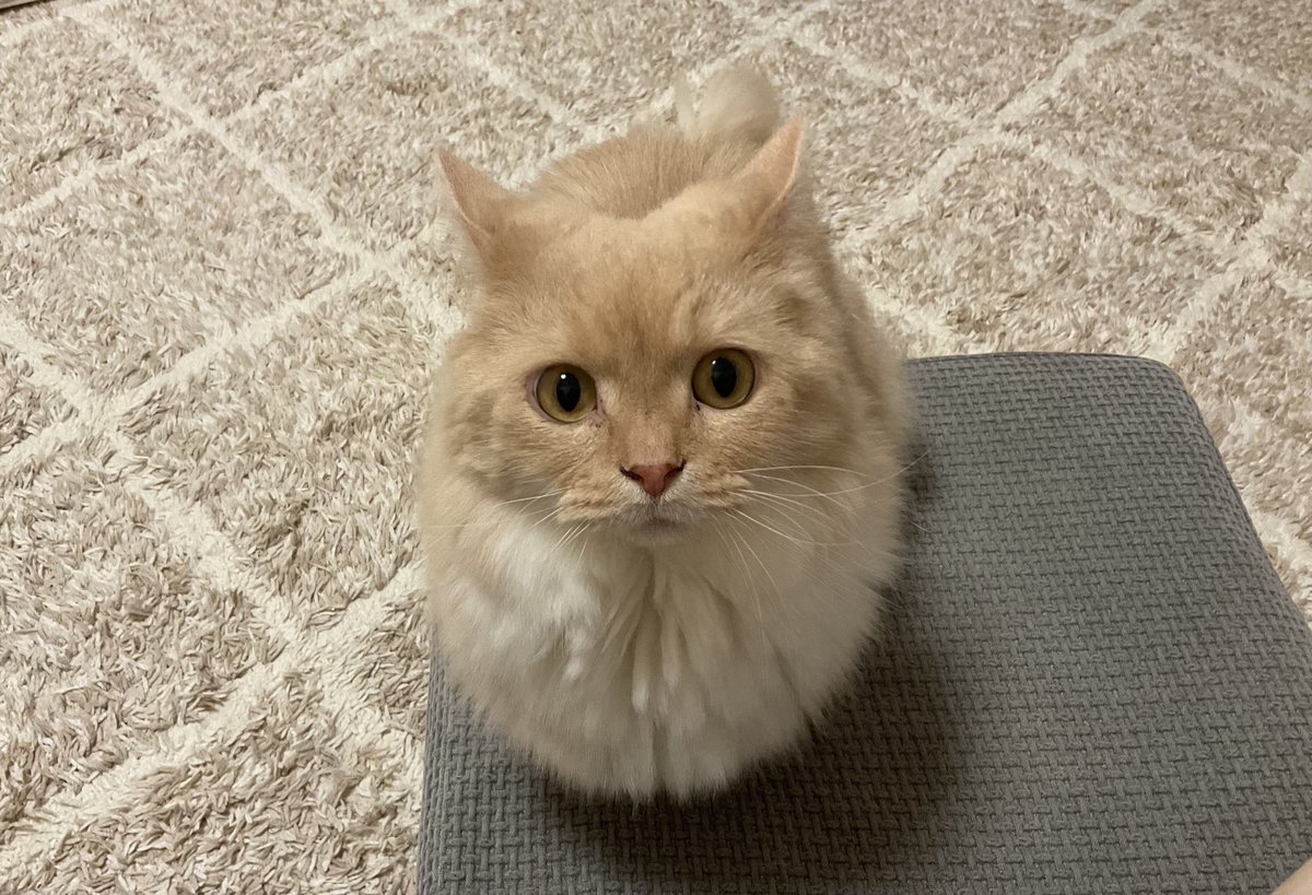 おやすみにゃ🦑😤