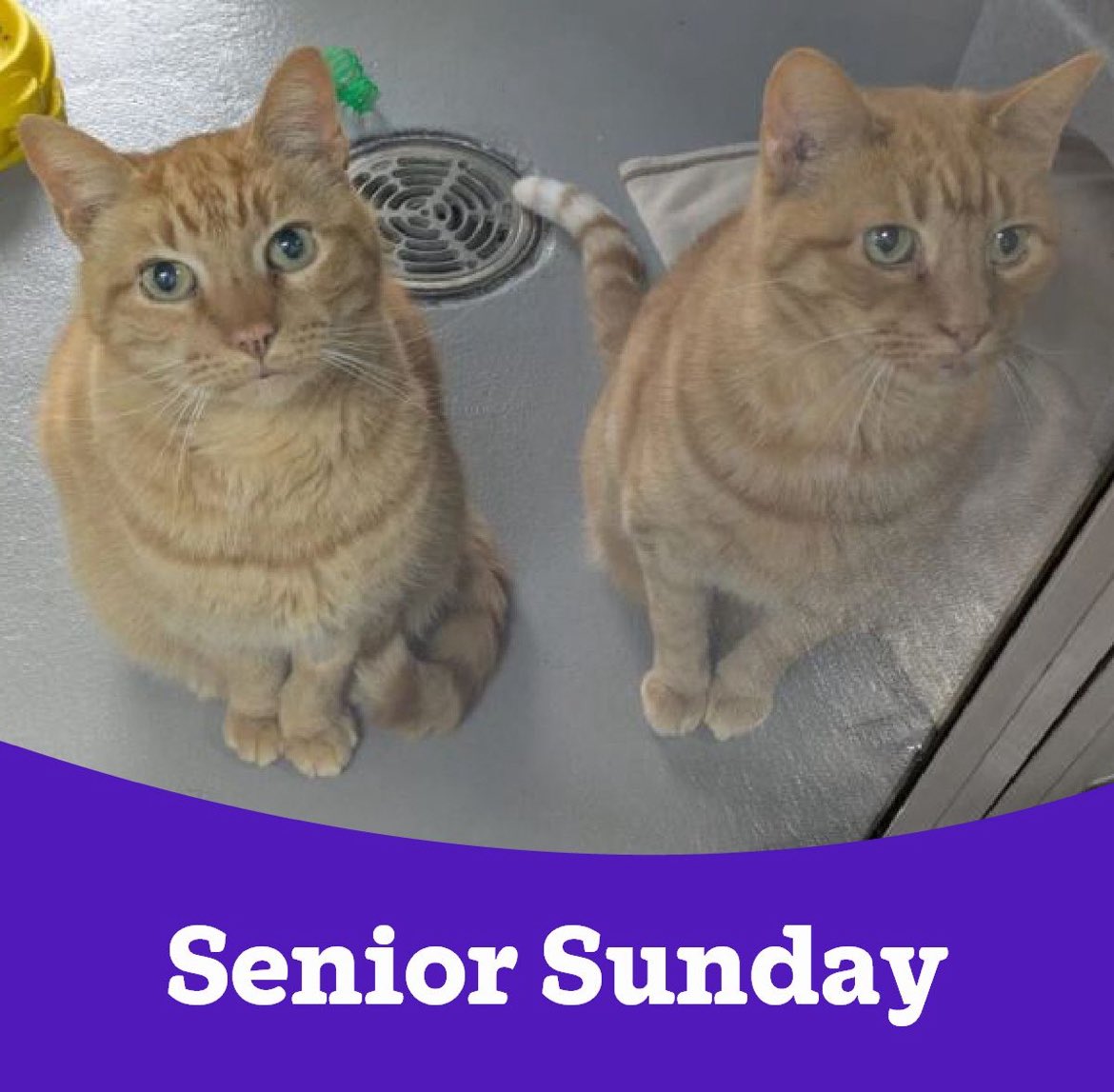 Please share to help these gorgeous boys get their forever home 🧡 🐾 

cats.org.uk/ferndown#adopt…

#SeniorSunday #Copper&amp;Joey #Dorset #AdoptDontShop #Community #Charity #AnimalWelfare #CatRescue #CatHealth #CatWelfare #CatsProtection #WhyWeDoWhatWeDo #HereForTheCats