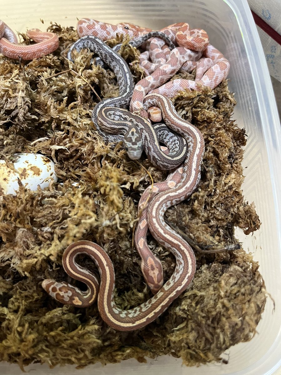 やっとハッチ開始です(๑•̀ㅁ•́ฅ✨
 #コーンスネーク #フトアゴ #爬虫類好き #Port