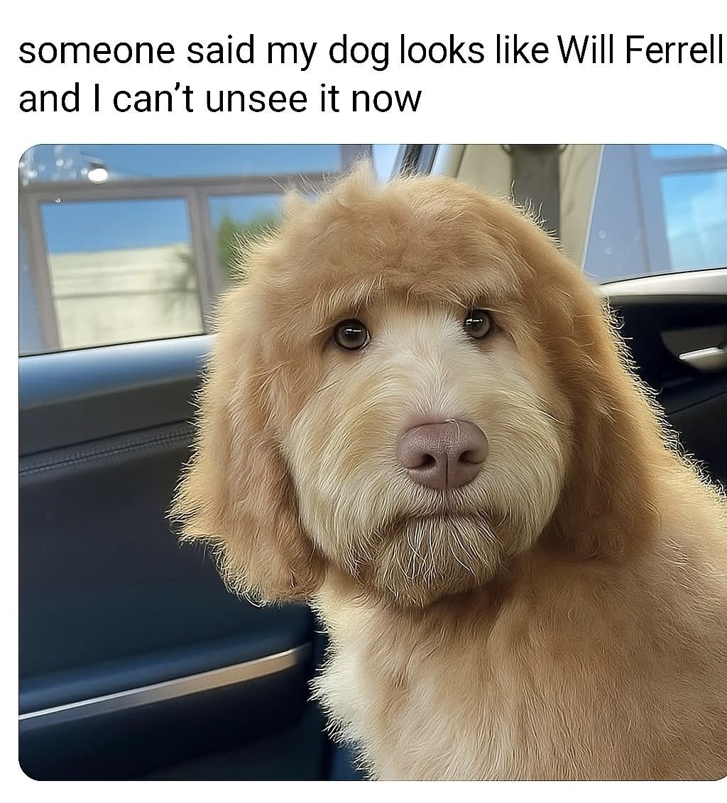 Puppies 🐶 tweet media