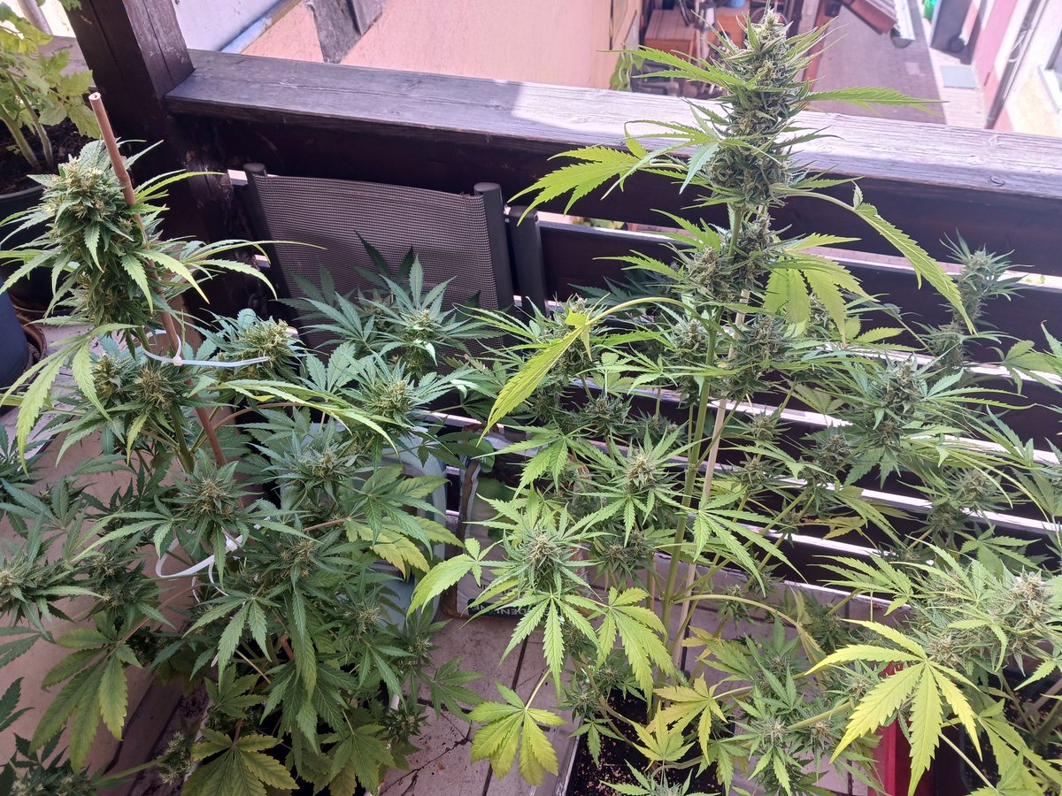 Tag 80 

Leider sind die Trichome noch nicht braun. Ich hoffe in 7 Tagen kann ich ernten.  

#Weedmob
#MeinGrow