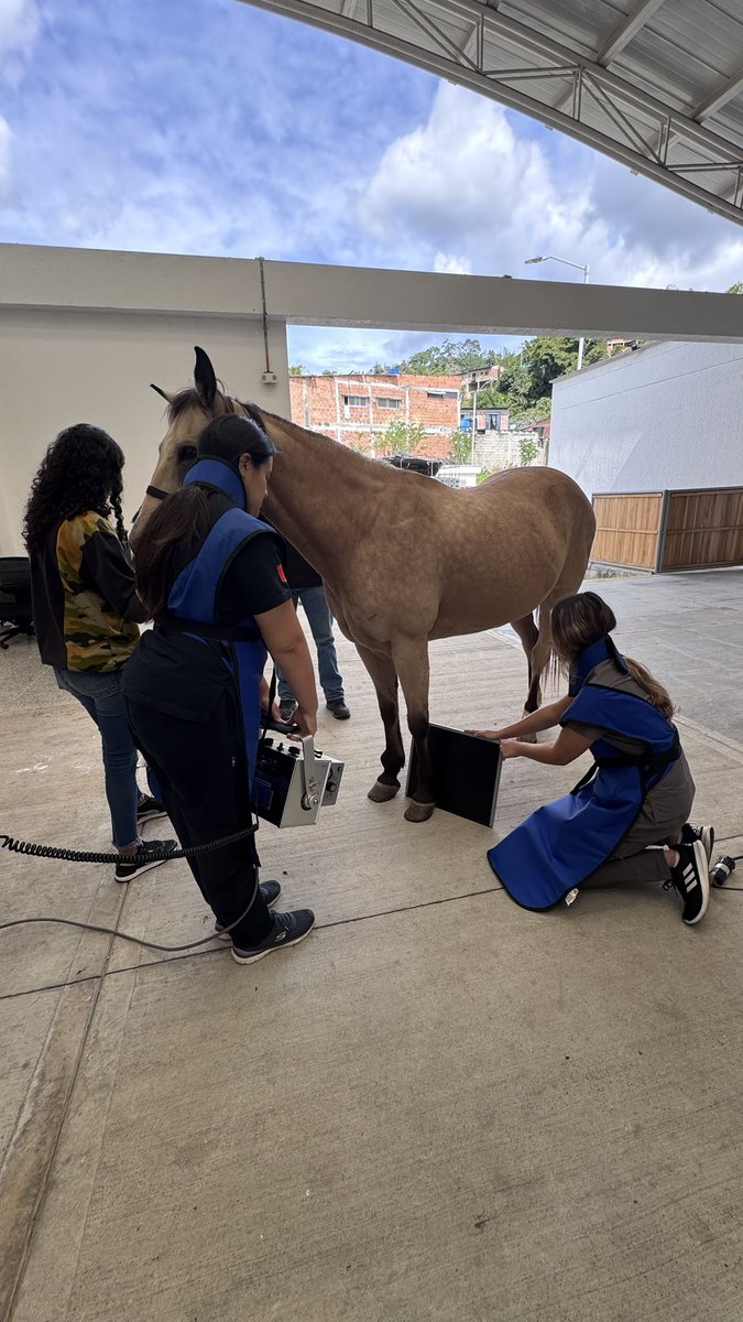 HospitalVetUT's tweet photo. Hoy día de Tomografía computarizada y radiografía equina. El servicio de imágenes diagnósticas es de los más importantes en el hospital debido a la tecnología y al equipo de especialistas que tenemos #veterinaria @Uni_Tolima https://t.co/OpGOs8x3tH