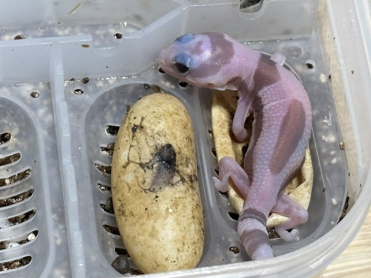 ジュニア(Gecko Jr.) tweet media