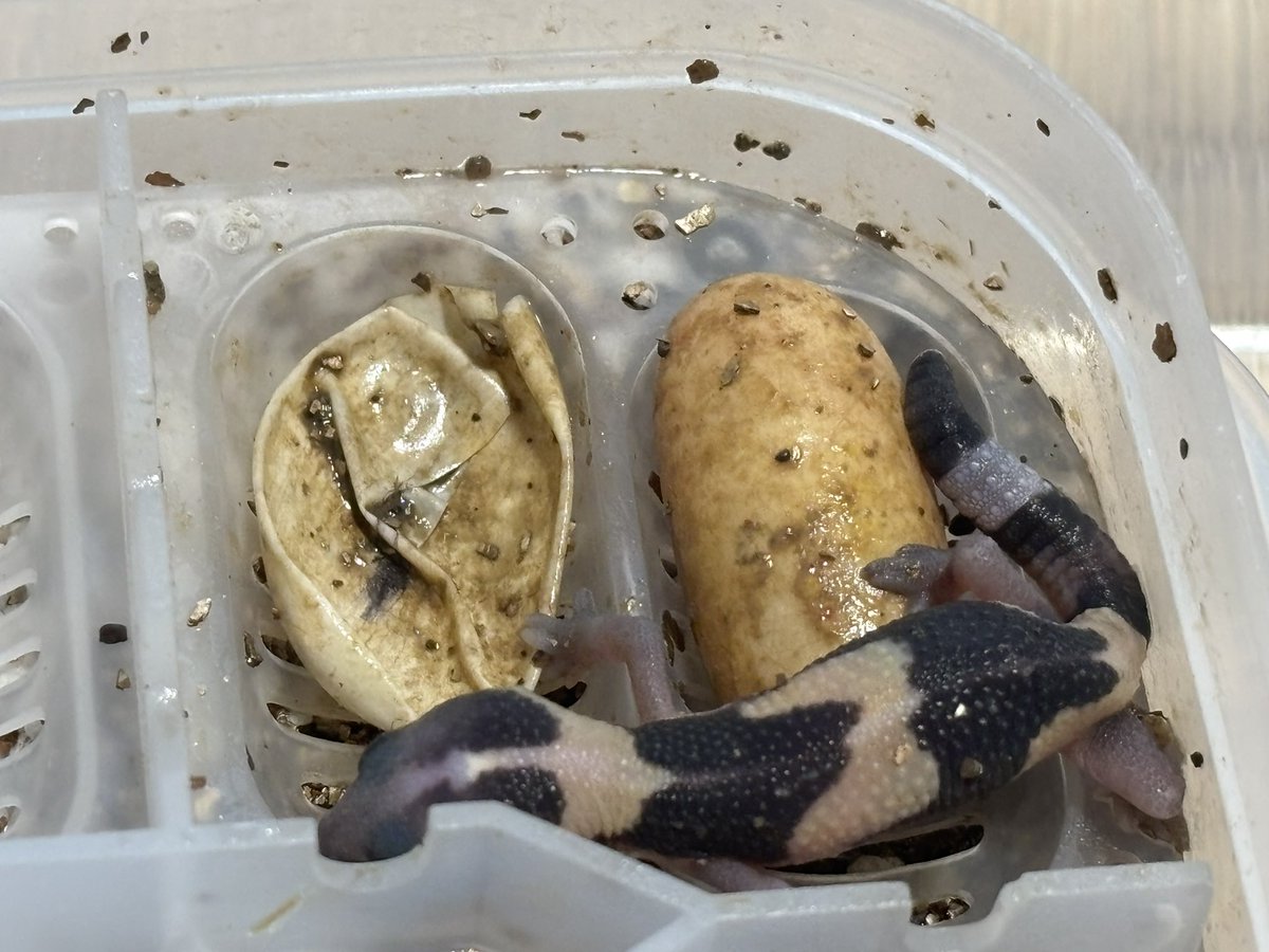 ジュニア(Gecko Jr.) tweet media