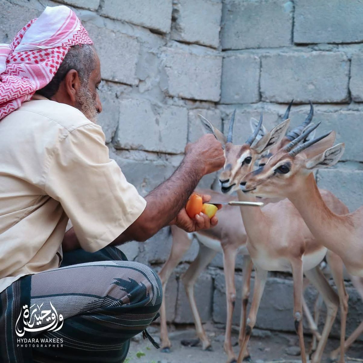 ماشاء الله تبارك الله 
أول مواطن 
في أبين ينجح في تربية الغزلان 🦌

#عدن #أبين ❤