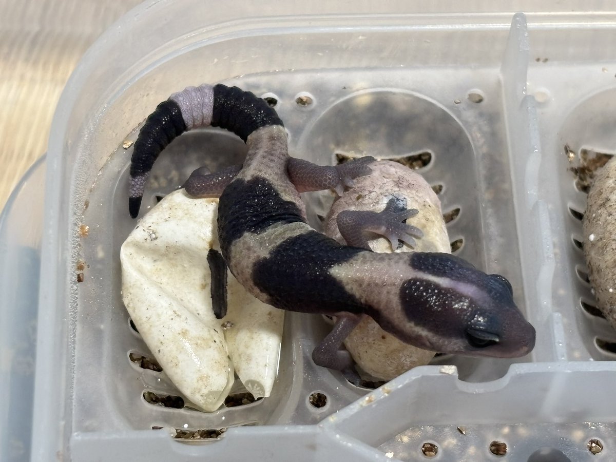 ジュニア(Gecko Jr.) tweet media