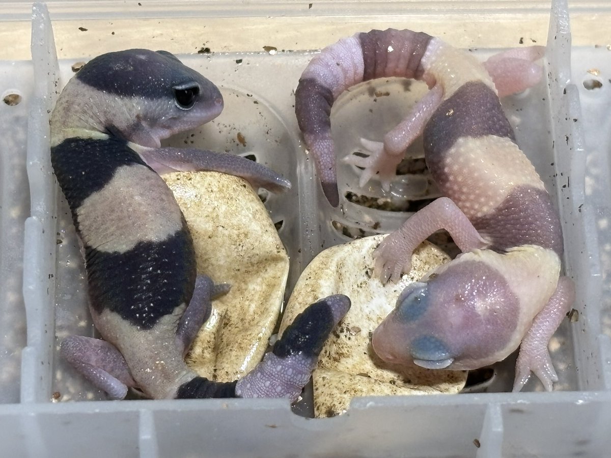 ジュニア(Gecko Jr.) tweet media