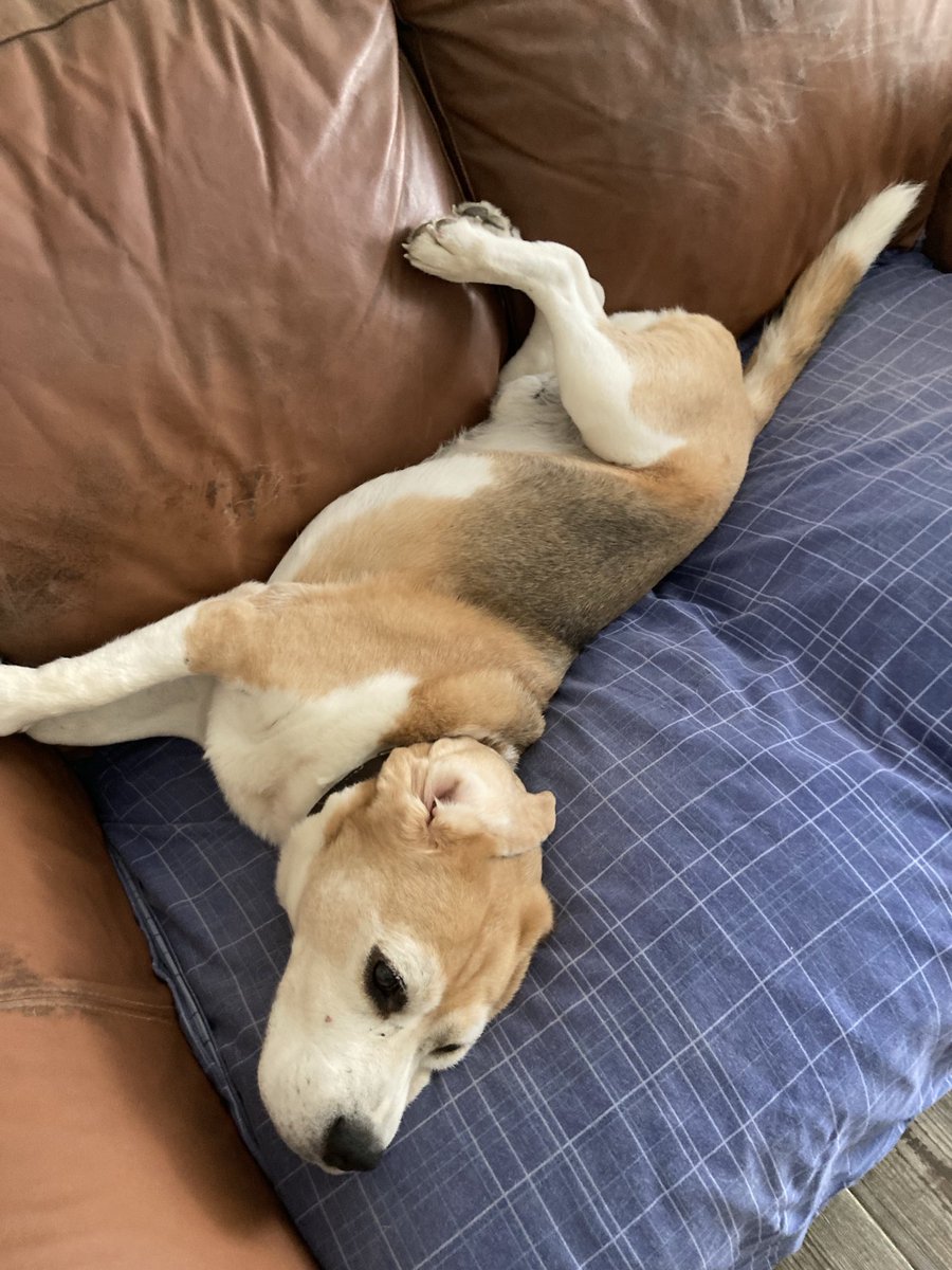 Current situation, tempature outside is ridiculous, 37 degrees, gonna melt 🫠🐾