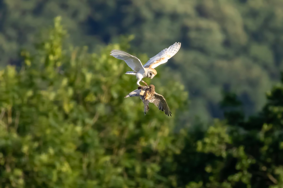 mikesaltsman194's tweet image. actions speak louder than words Ill let the photos do the talking @CanonUKandIE @AP_Magazine @OutdoorPhotoMag @TGOMagazine @BBCSpringwatch @topazlabs