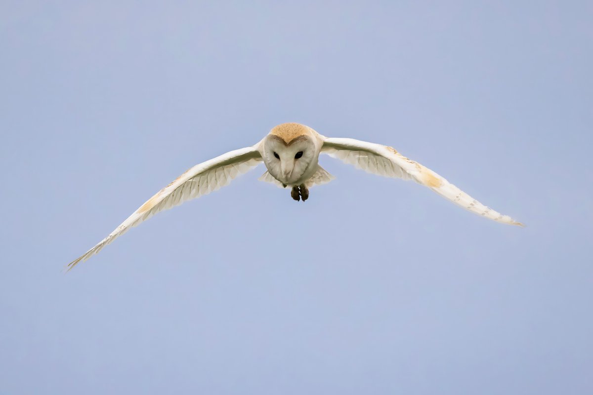 mikesaltsman194's tweet image. actions speak louder than words Ill let the photos do the talking @CanonUKandIE @AP_Magazine @OutdoorPhotoMag @TGOMagazine @BBCSpringwatch @topazlabs