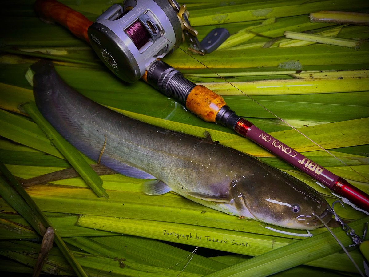 lunkers946's tweet photo. トラウトだけでなく、ナマズだってバスだってどんな魚種にもウッドグリップはよく合う。
10バイトで4匹ぐらいしかとれない…。
この歯痒さがナマズの楽しさ🤣　

#ナマズ #catfish #アブガルシア　
#アンバサダー　
#モラムsx1601cウルトラマグ #コノロン #conolon CNLC-605M 
#cnlc605m https://t.co/ThMHPinVGa