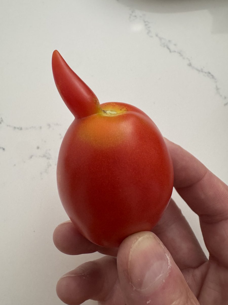 “Papá, we have AC/DC tomatoes” well son, will have to find the other half 😂