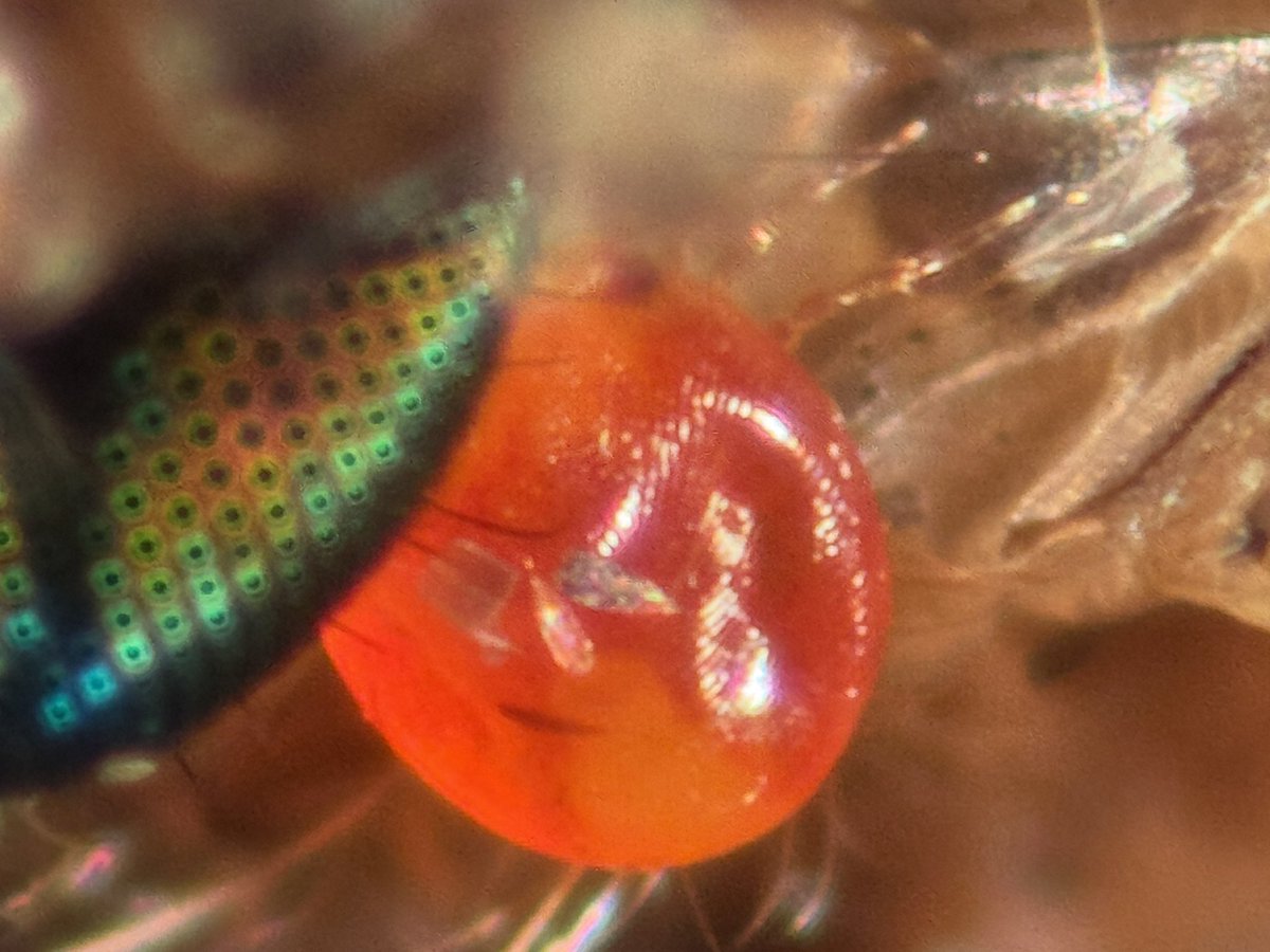 The proceeds of our light trap at Devils Lane including a mosquito with parasites. Ectoparasites… but still cool! #MBLBoP2025
