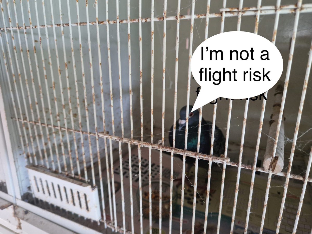 IOSPS1's tweet photo. Report of 2 High Risk MP’s🐦🐦 who handed themselves into the #ios Police today. They will be kept in custody as they are a #flightrisk. Supposedly en route to Ireland from France.. now being looked after by a kind member of the #coommunity #nodaythesame 🤣 https://t.co/KbQHCynIov