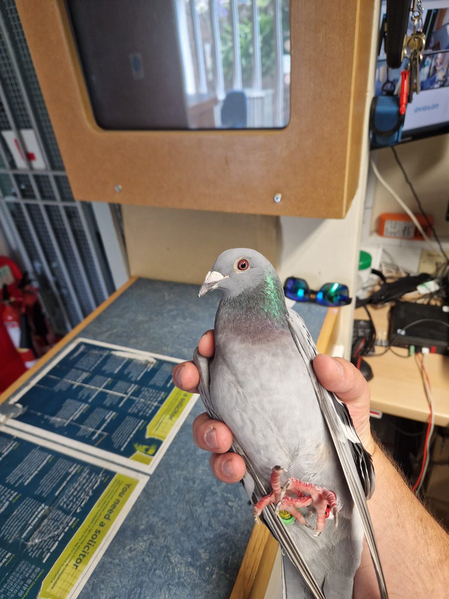 IOSPS1's tweet photo. Report of 2 High Risk MP’s🐦🐦 who handed themselves into the #ios Police today. They will be kept in custody as they are a #flightrisk. Supposedly en route to Ireland from France.. now being looked after by a kind member of the #coommunity #nodaythesame 🤣 https://t.co/KbQHCynIov