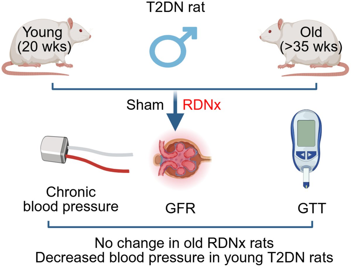 staruschenko's tweet image. Effect of Renal Denervation on Early and Late Stages of Diabetic Nephropathy by @biyang_xu @Banek_Lab and colleagues published @FASEBorg @FASEBPubs.  Here, we highlighted the importance of disease stage when considering RDNx. faseb.onlinelibrary.wiley.com/doi/full/10.10…