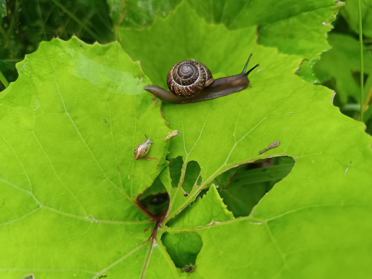 gribcessa_yutt's tweet photo. 🐌Тем временем продолжаю каждый день фоткать флору и фауну, смотрите, какая милая древесная улитка (большая) и янтарная (маленькая) на листике мать-и-мачехи :3 https://t.co/efnGU507X7
