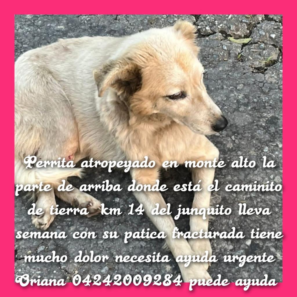 PerroUsuario's tweet photo. Necesita atención URGENTEEEE RP @maritesotelo: URGE ATENCION VETERINARIA.
• perrita atropellada en #MonteAlto parte alta donde esta el caminito de tierra 
• km 14 del #ElJunquito 
• patica #FRACTURADA 
• mucho dolor
• necesita ayuda
Oriana ☎️04242009284 https://t.co/wpD1wkPOOP