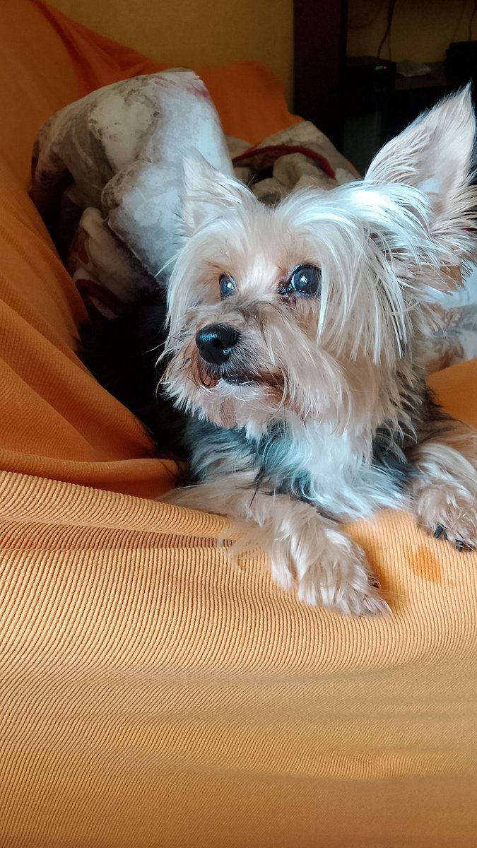 Manuel623228's tweet photo. @Lucilla1654113 Un saluto anche da Macchia 🐶. https://t.co/C6Q4yccl5Z